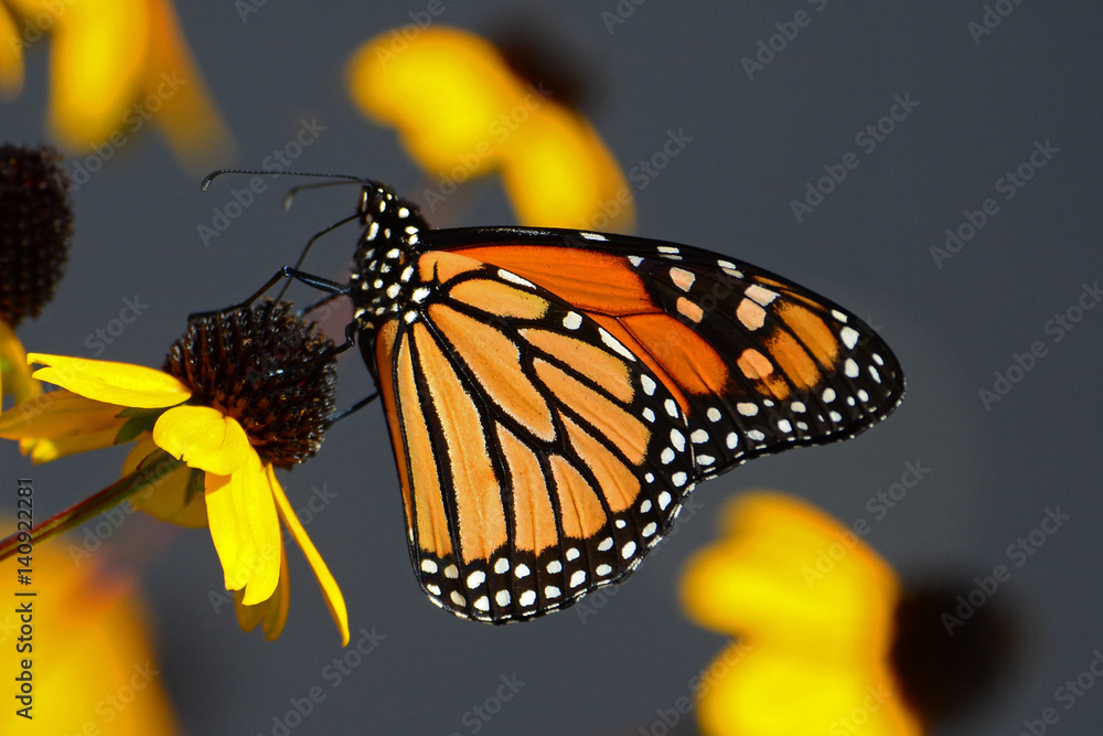 Fototapeta Monarchiczny motyli karmienie na koloru żółtego rożka kwiacie