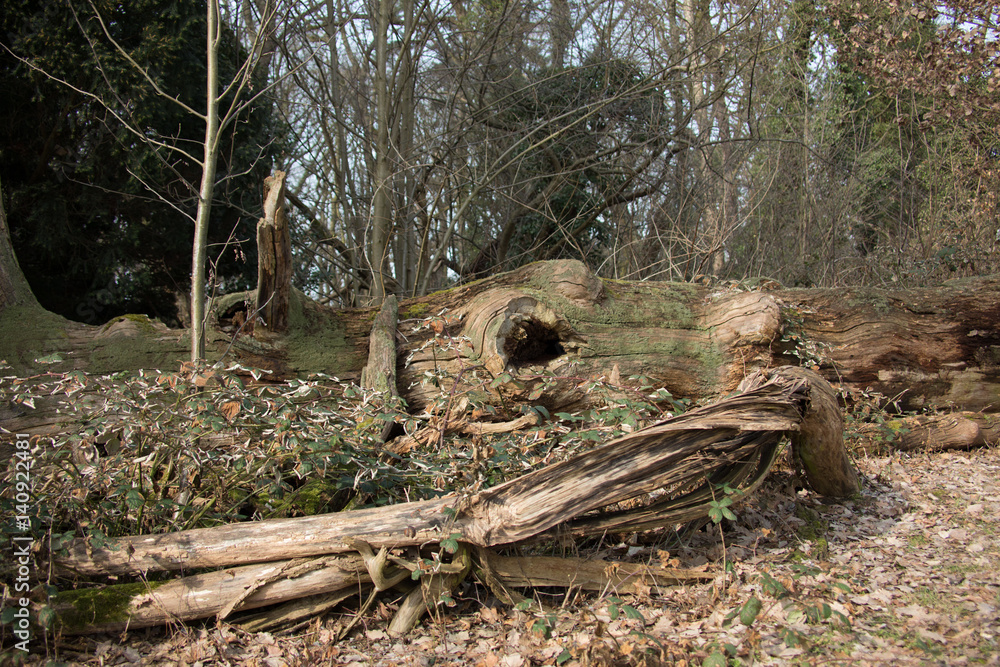 Alter Baum Alter Baum