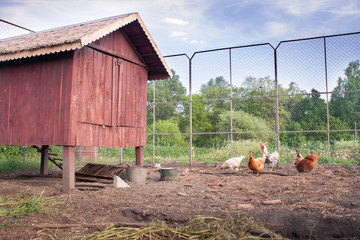 Fotobehang Kip Kippen bij houten kippenhok  © yanakoles