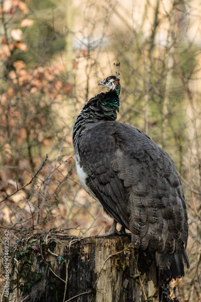 Fototapeta premium Pfau