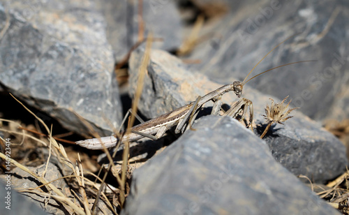 Gottesanbeterin zwischen Steinen; Natur, Tierwelt