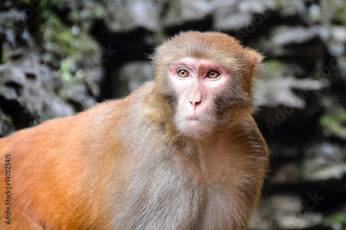 Monkey, Rhesus Macaque, Old World monkey. China.