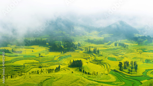 Canola field, rapeseed flower field with morning fog in Luoping, China. photo