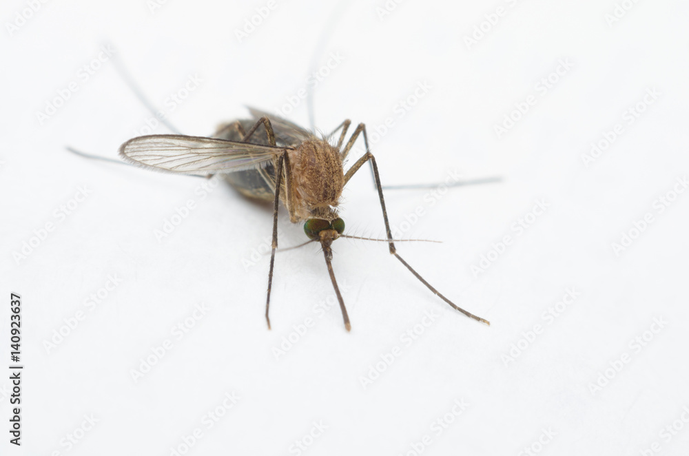macro close up mosquito on white paper. macro close up mosquito on white paper.