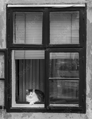 lonely cat