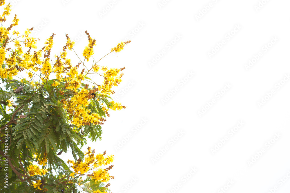 Fototapeta premium Beautiful blossom flowers soft and blurred background.