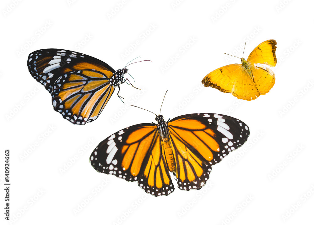 butterfly on white background. butterfly on white background.