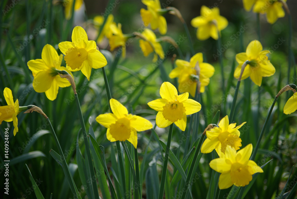 Narcisses jaunes au lever du soleil au printemps Narcisses jaunes au lever du soleil au printemps