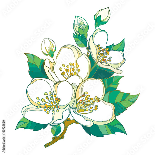 Vector branch with outline pastel Jasmine flowers, bud and green leaves isolated on white background. Floral elements for spring design with bunch of jasmine flower in contour style.