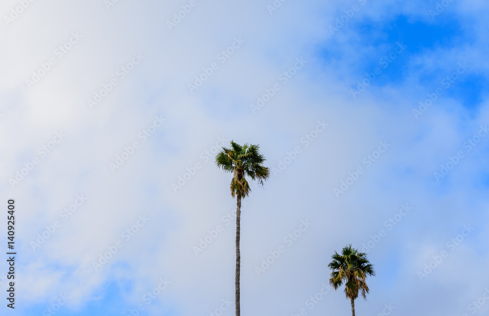 Obraz premium Two palms on a cloudy day