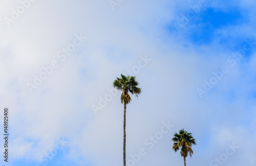 Two palms on a cloudy day
