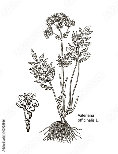 Valeriana officinalis. Hand drawn vector botanical illustration of valerian on white background. Wild grasses and flowers.