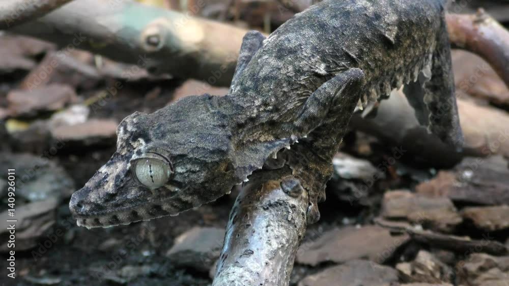 Portpait of Henkel's Leaf-tailed Gecko, Uroplatus giganteus sitting on a branch
Portpait of Henkel's Leaf-tailed Gecko, Uroplatus giganteus sitting on a branch