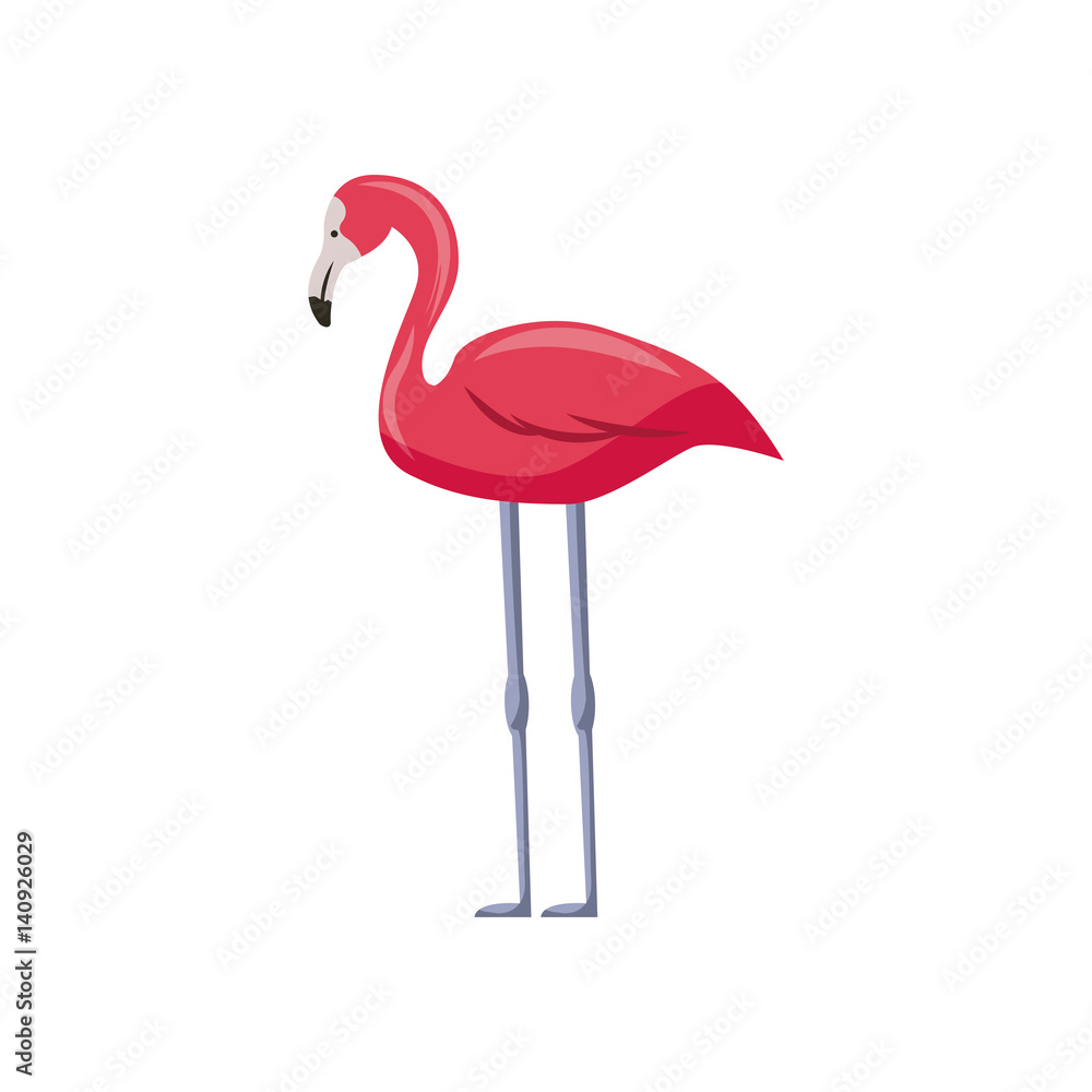 Obraz premium pink flamingo icon over white background. colorful design. vector illustration