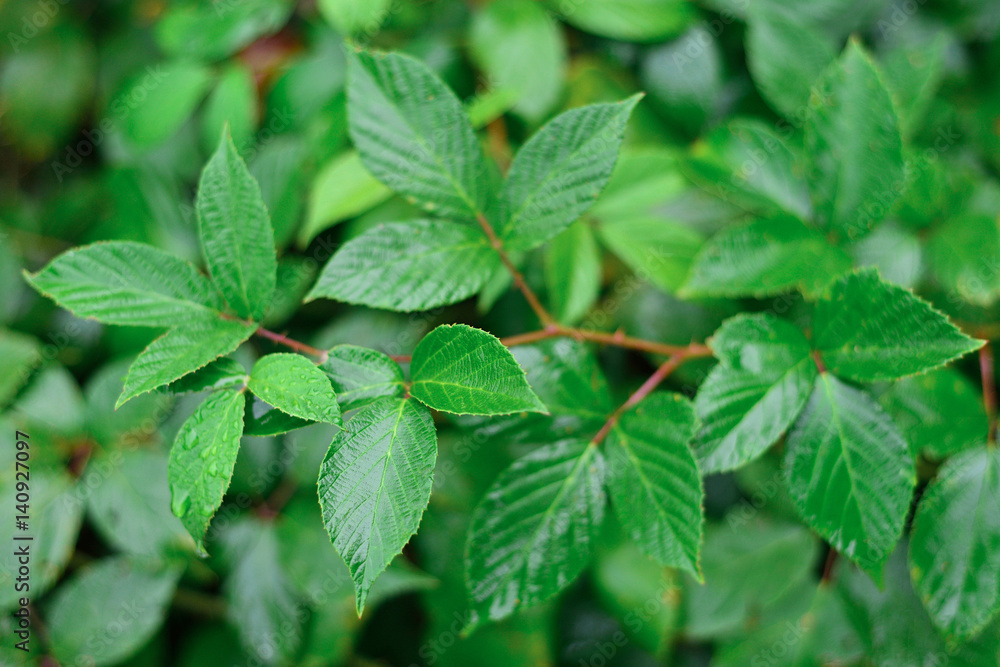 blackberry bush branch, bright natural background, wet leaves contrasting blackberry bush branch, bright natural background, wet leaves contrasting