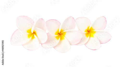 Three sweet pink plumeria isolate on white background