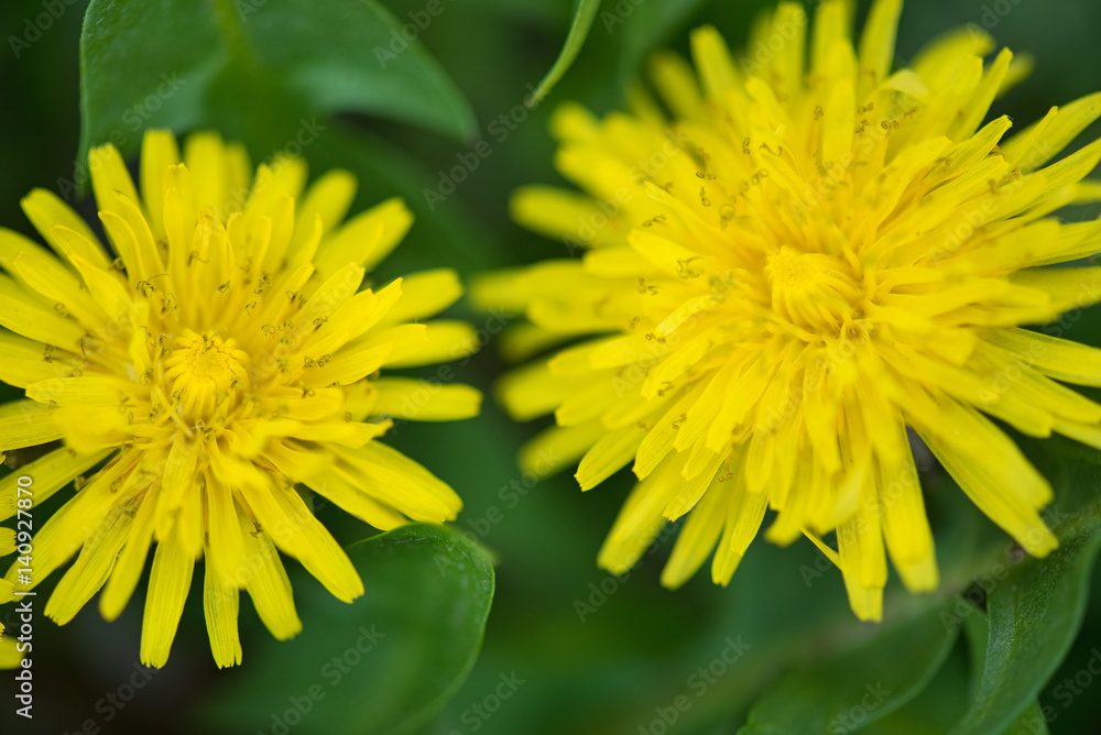 Bright dandellion flowers Bright dandellion flowers
