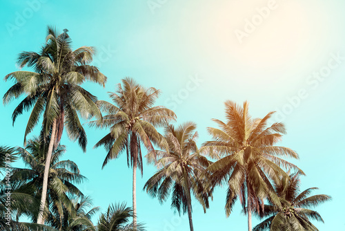 Coconut trees with sky  © totojang1977