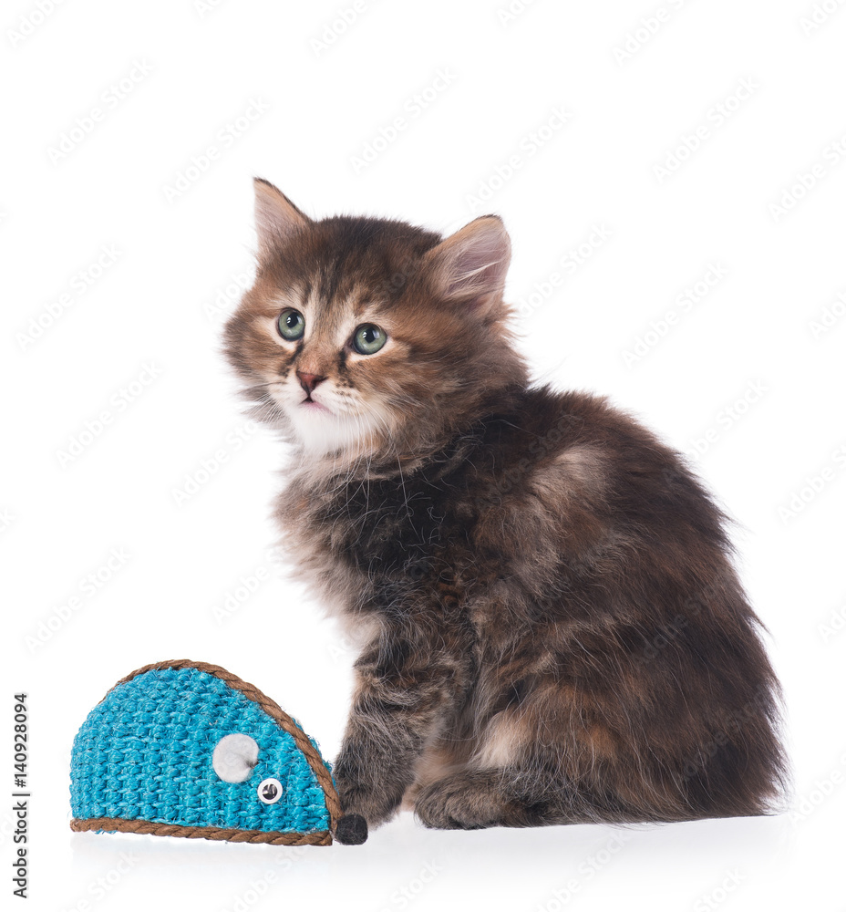 Obraz premium Cute little kitten
