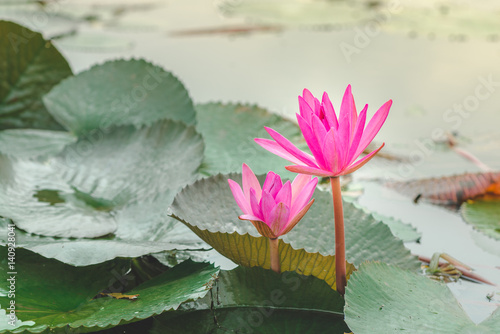 Red lotus flower in udonthani  thailand.
