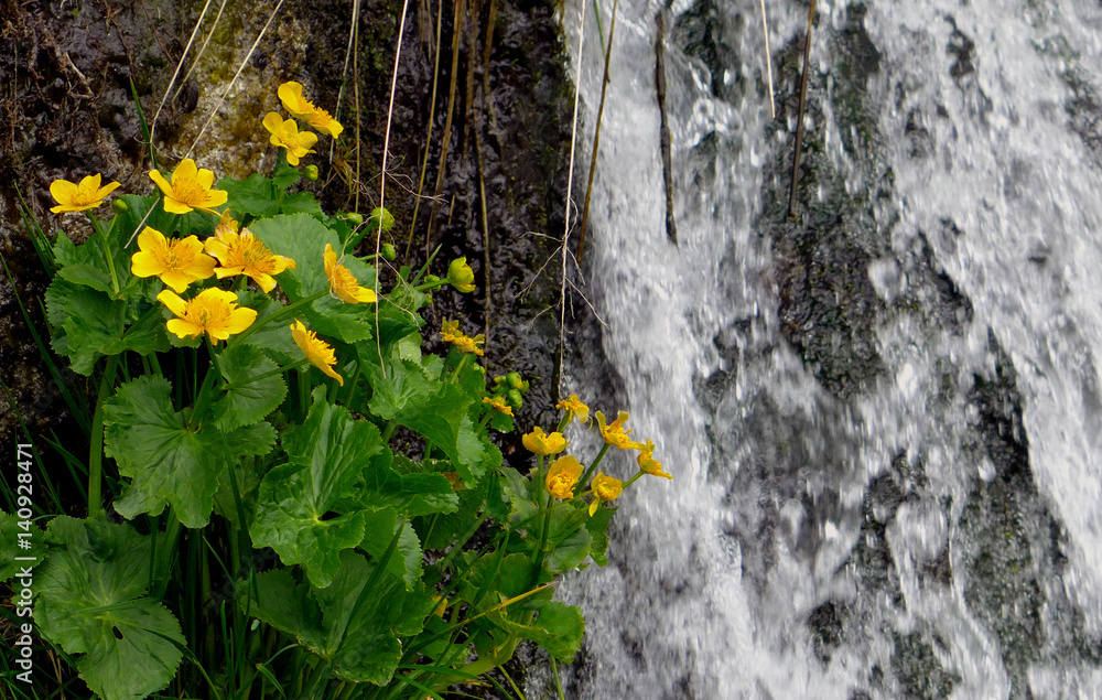 Mountain flowers by the waterfall, Caltha palustris - marsh marigold