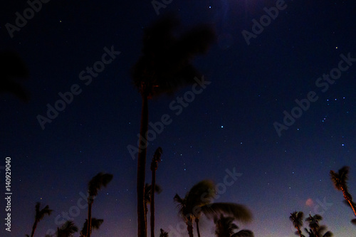 Night sky long exposition with stars and coconut trees in the Bahamas.