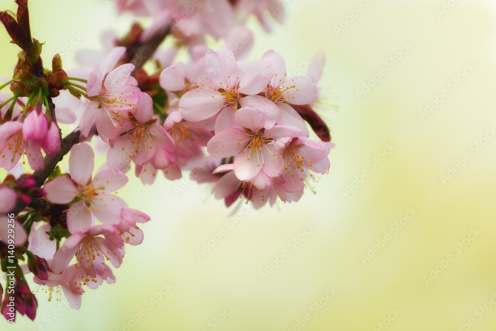 Fototapeta premium Sakura or cherry blossom flower full bloom in spring season.