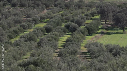 Olive tree plantation in Greecem Crete photo