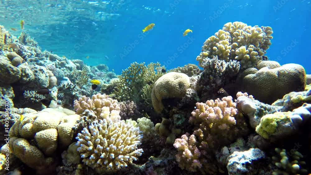 Coral reef and beautiful fish. Underwater life in the ocean. Tropical fish on coral reefs. Coral reef and beautiful fish. Underwater life in the ocean. Tropical fish on coral reefs.