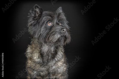 Bilde på lerret Studiportrait Hund / Cairn Terrier vor schwarzem Hintergrund