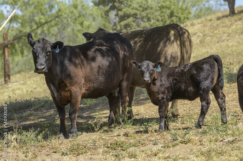 Angus cow and calf Angus cow and calf