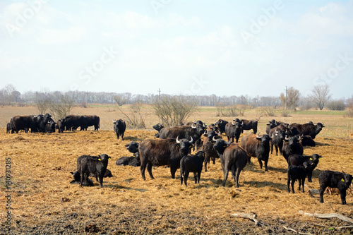 Buffaloes  Apajpuszta  Hungary