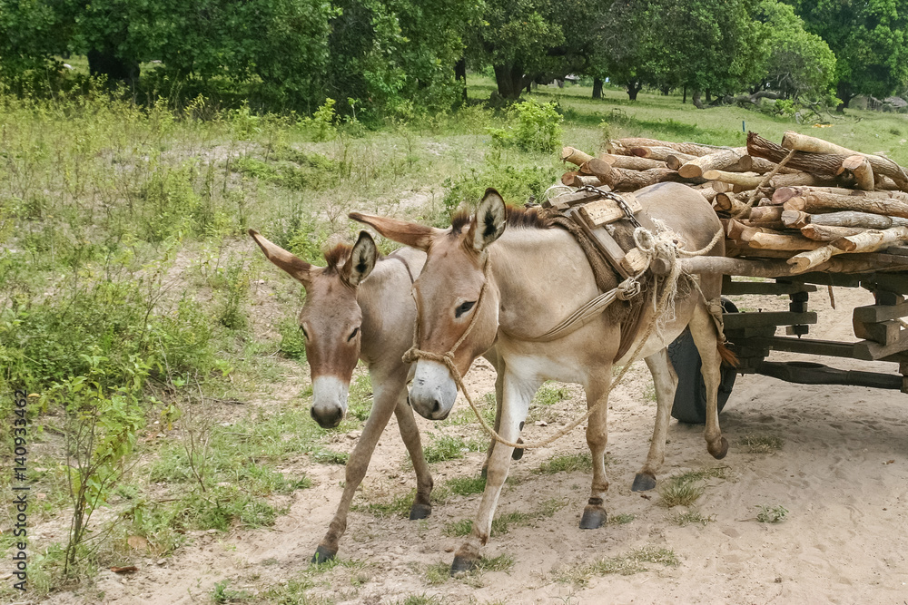 Obraz premium African life