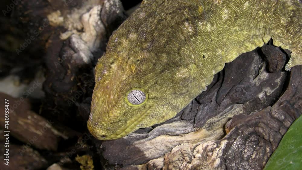 Portrait of New Caledonian giant gecko, Rhacodactylus leachianus sitting on a branch
Portrait of New Caledonian giant gecko, Rhacodactylus leachianus sitting on a branch