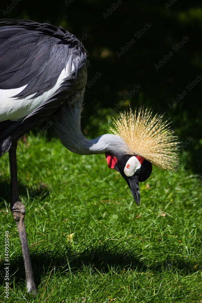 Fototapeta premium Gray neck-crowned crane