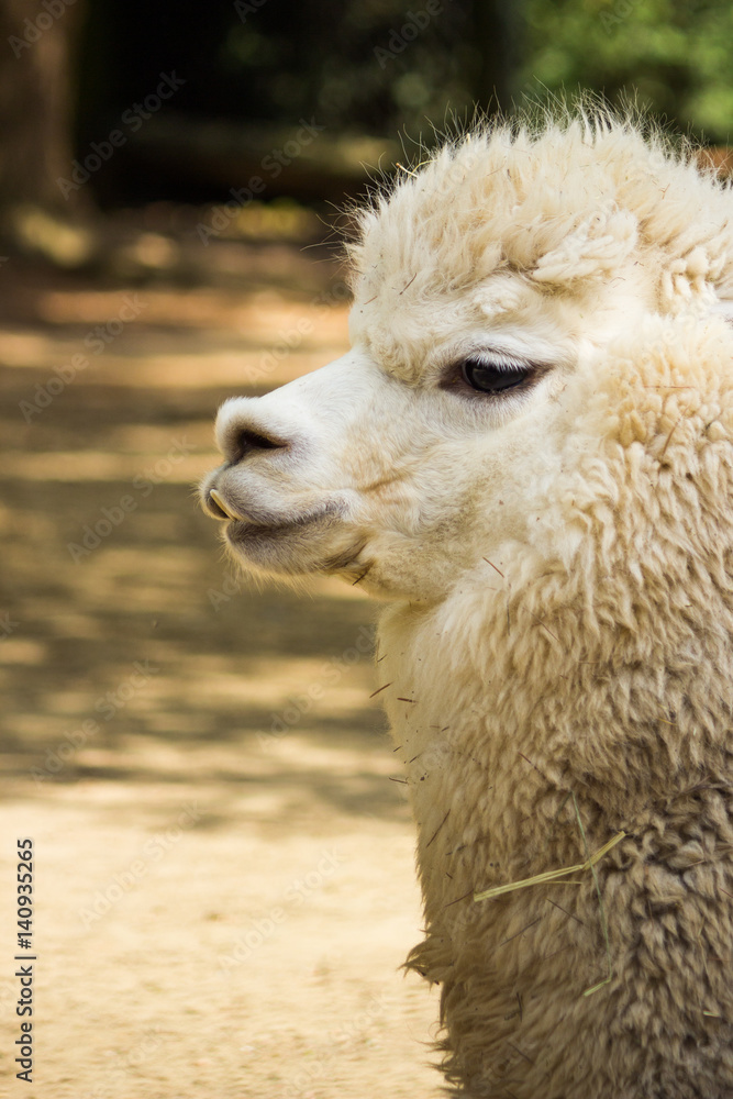 Closeup of a llama