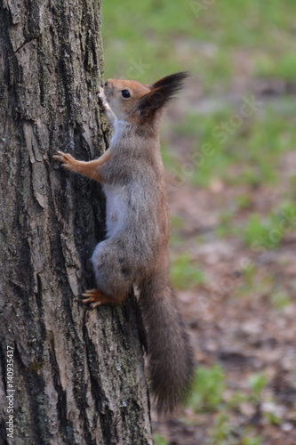 squirrel © KVN1777