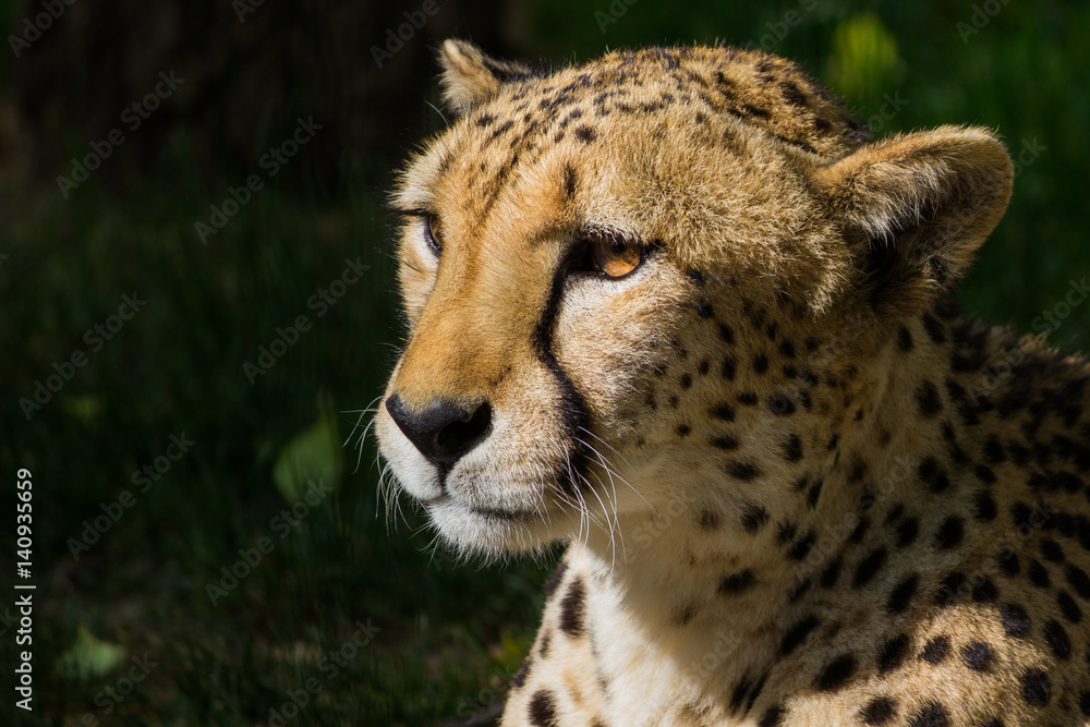 Closeup of a cheetah