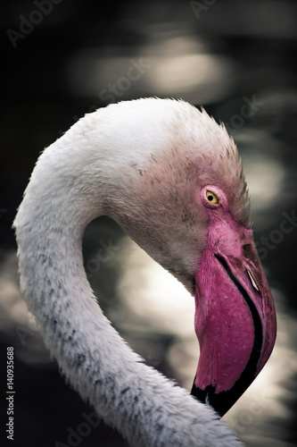 Pink flamingo