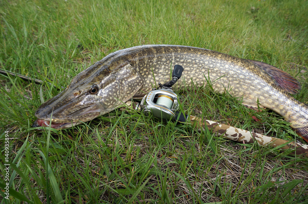 Fototapeta premium Fishing catch