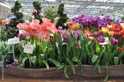 Blooming tulip flowers festival at Moscow "Apothecaries Garden"