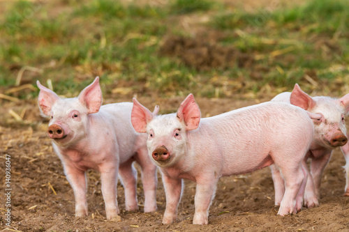 Junge Schweine in Freilandhaltung