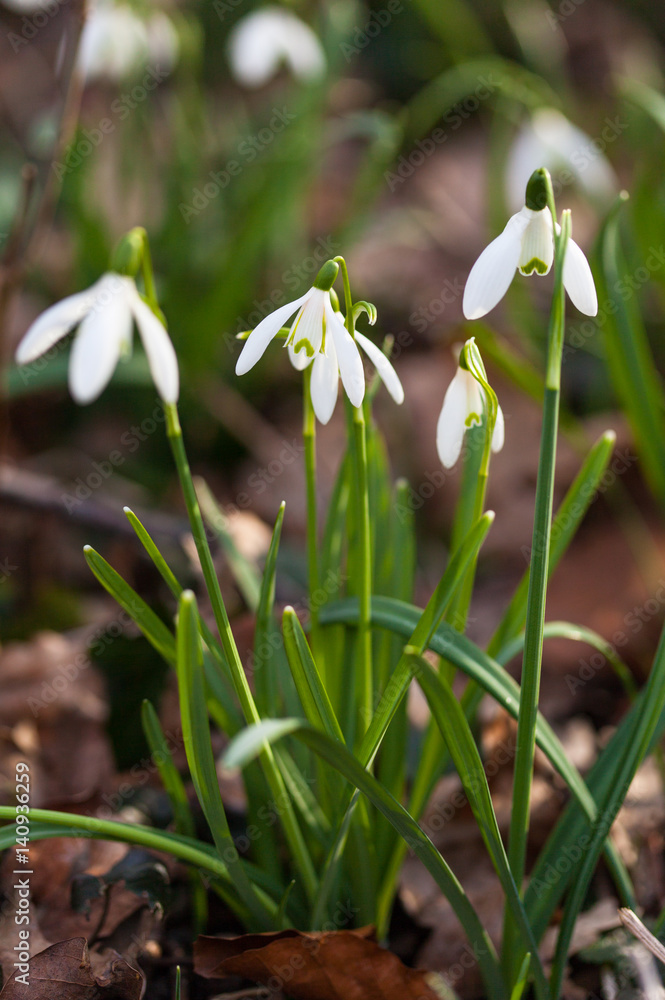 White lily of the valley in forest White lily of the valley in forest