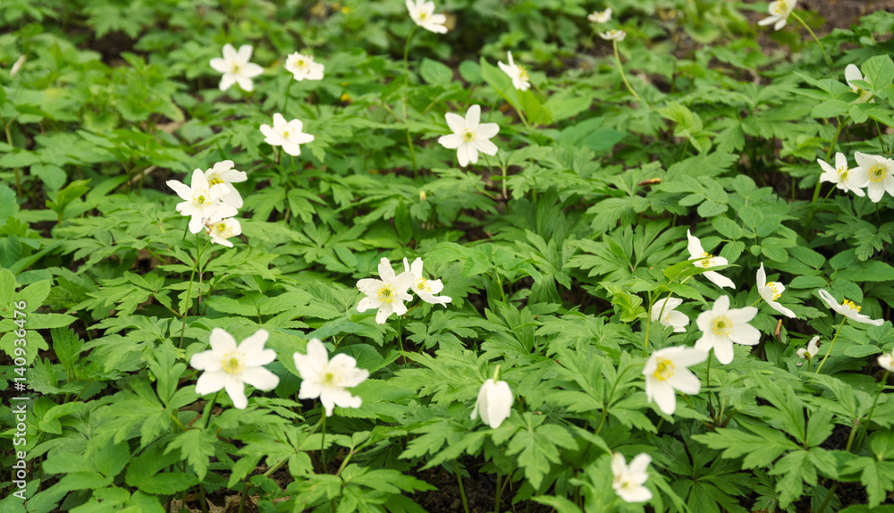Background of primroses Background of primroses