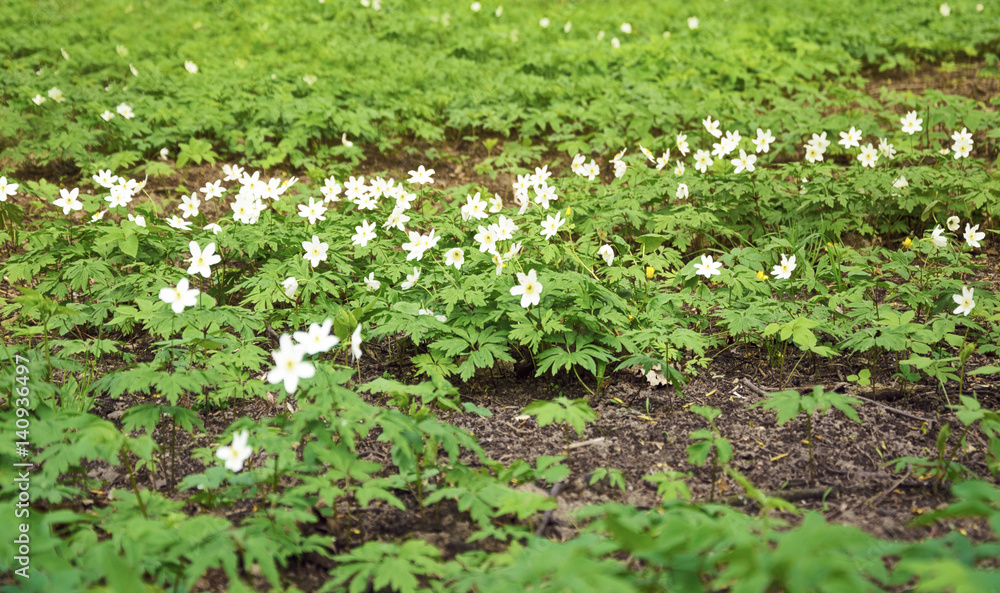 Forest glade with primroses Forest glade with primroses