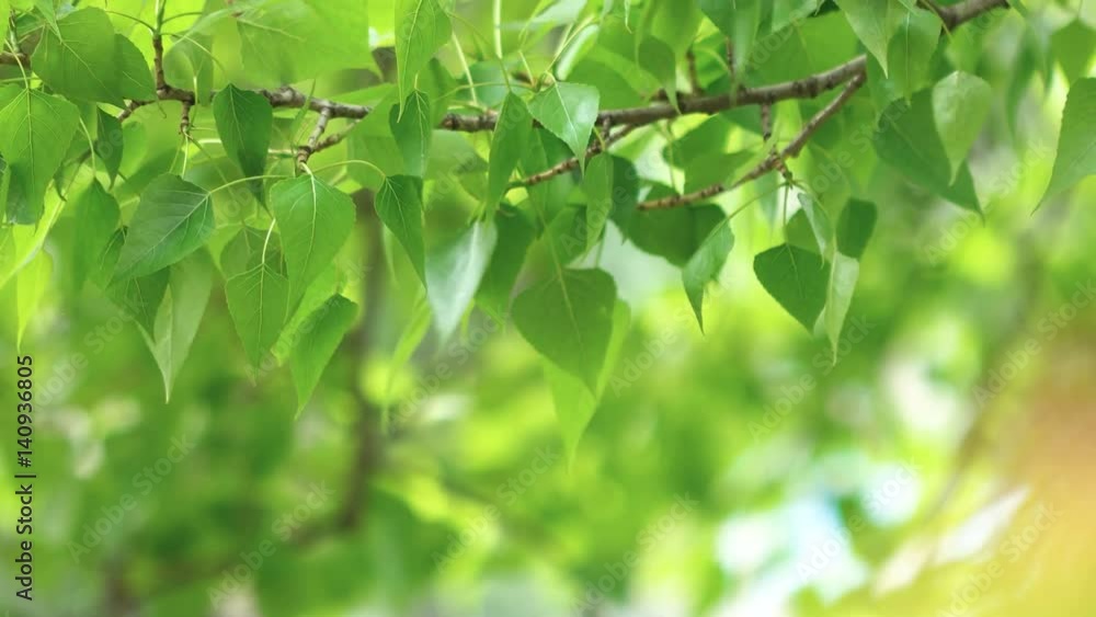 Leaves backlit. Summer poplar tree Leaves backlit. Summer poplar tree
