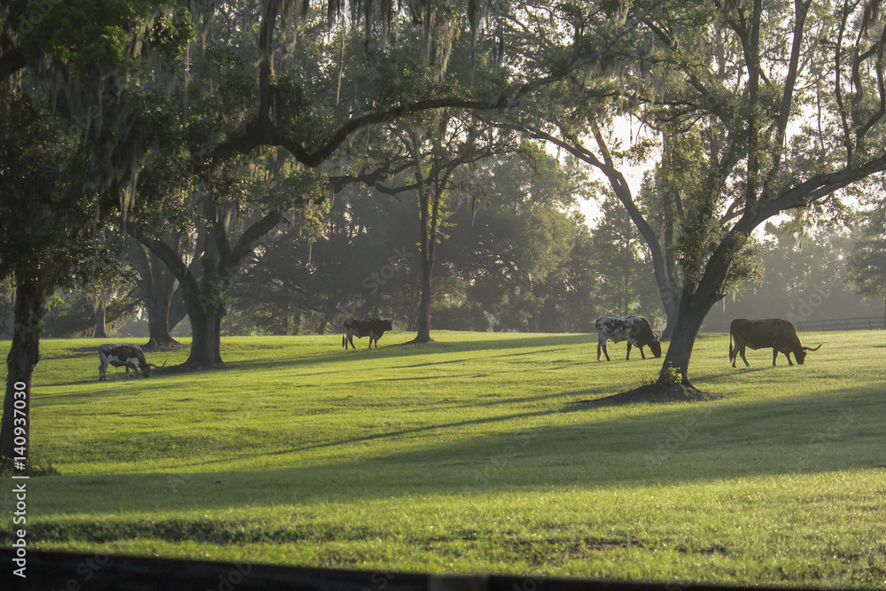 Longhorn cattle grazing under oak trees at sunrise. Longhorn cattle grazing under oak trees at sunrise.