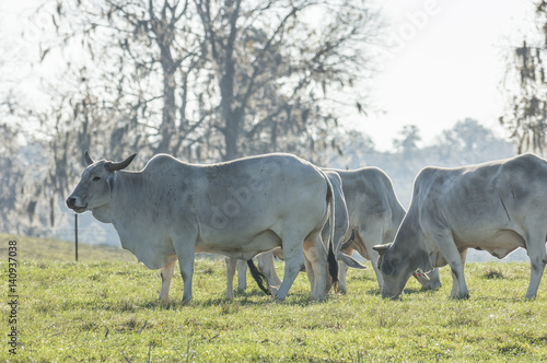 Fototapeta Naklejka Na Ścianę i Meble -  Brahman cattle herd in grass pasture