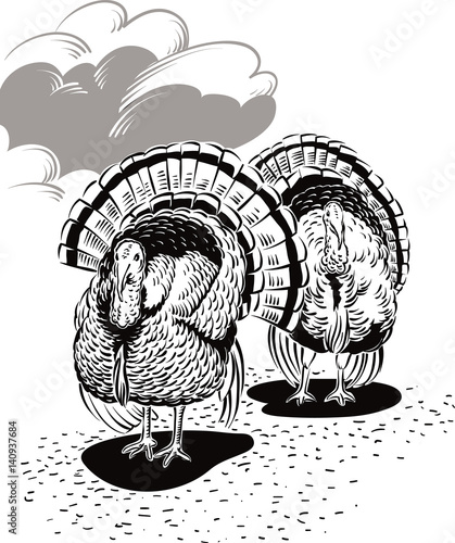 Two male turkeys in a landscape
