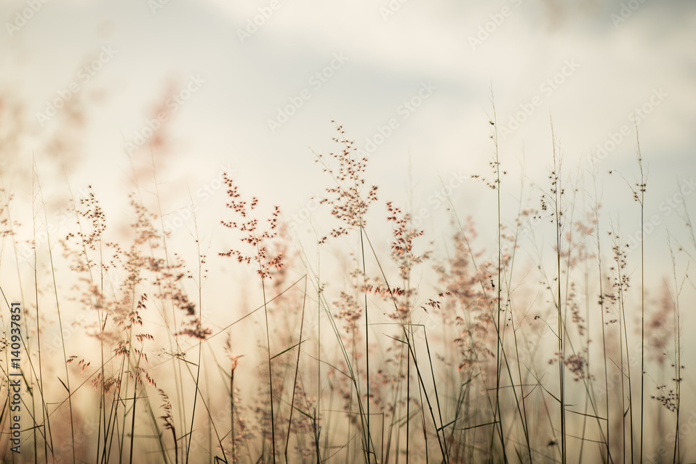 Mission grass at sunset or sunrise, Grass flower,vintage tone. - obrazy, fototapety, plakaty 